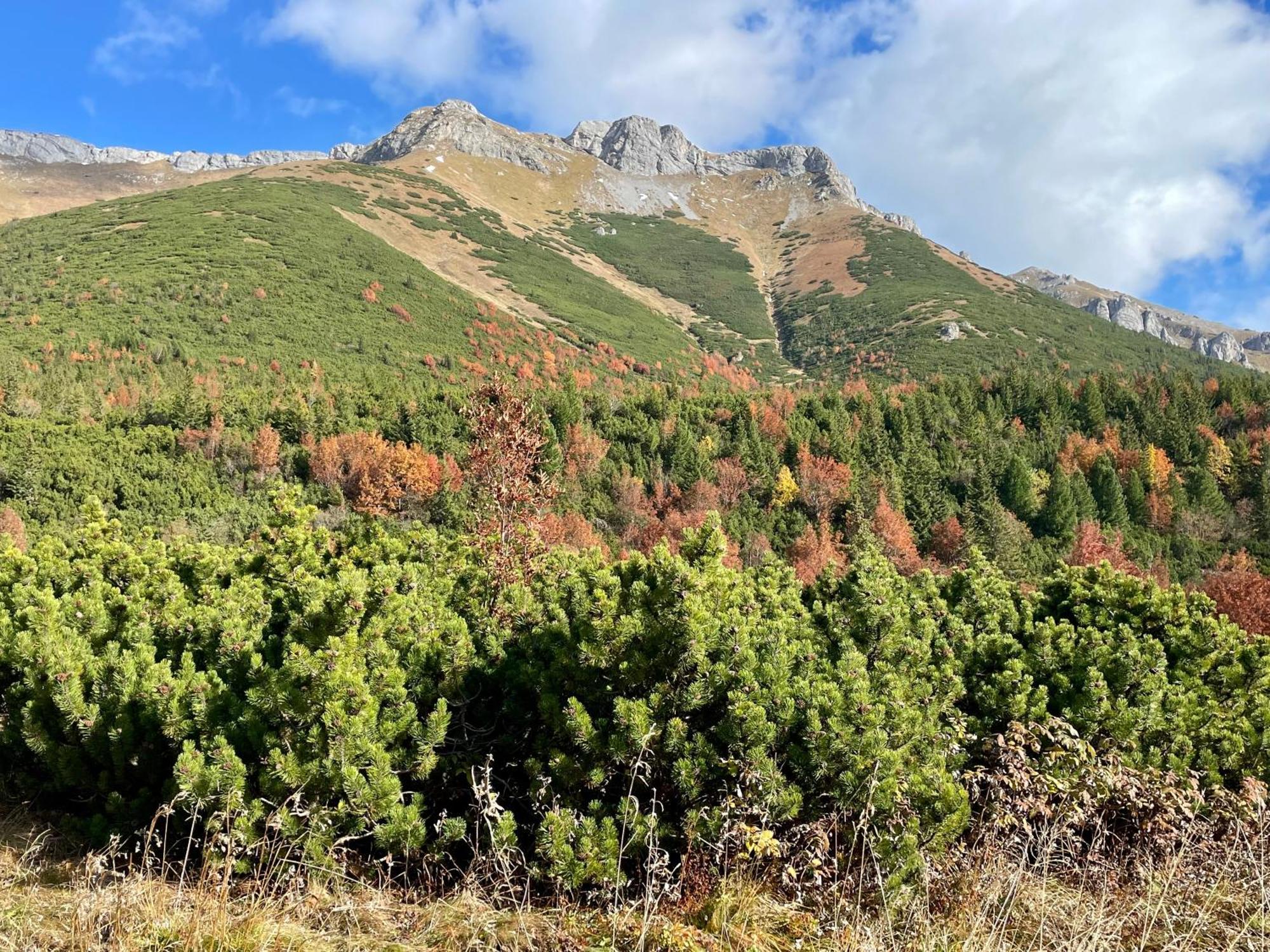 Appartamento Mezonet Lomnica - Tatranská Lomnica Esterno foto